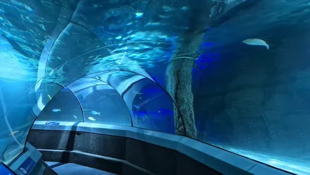 Buet akvarietunnel av glass med blått vann og fisk på begge sider