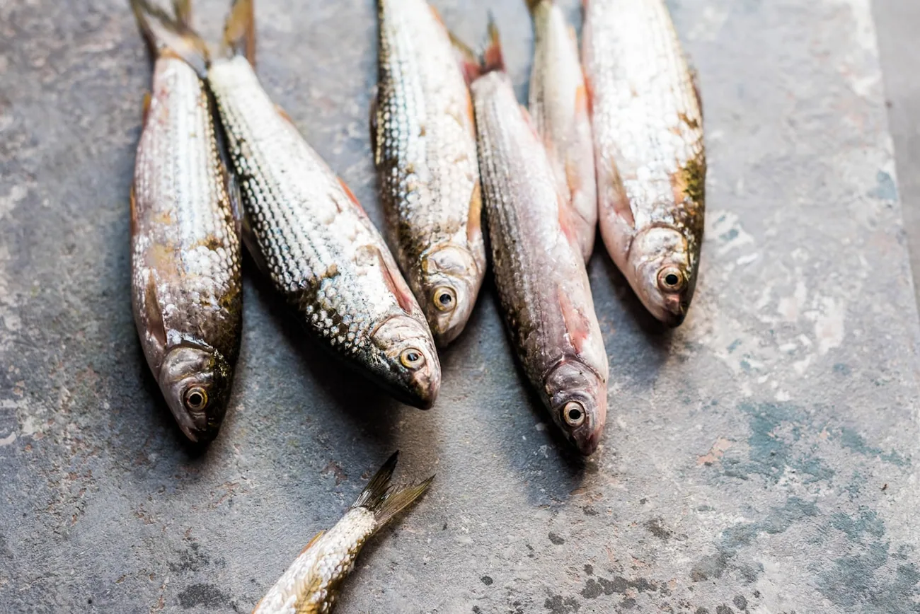 Ferske sølvblanke småfisk på en steinbenk, klare til steking