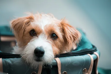 Hund som titter opp av en myk bæreveske beregnet på reise