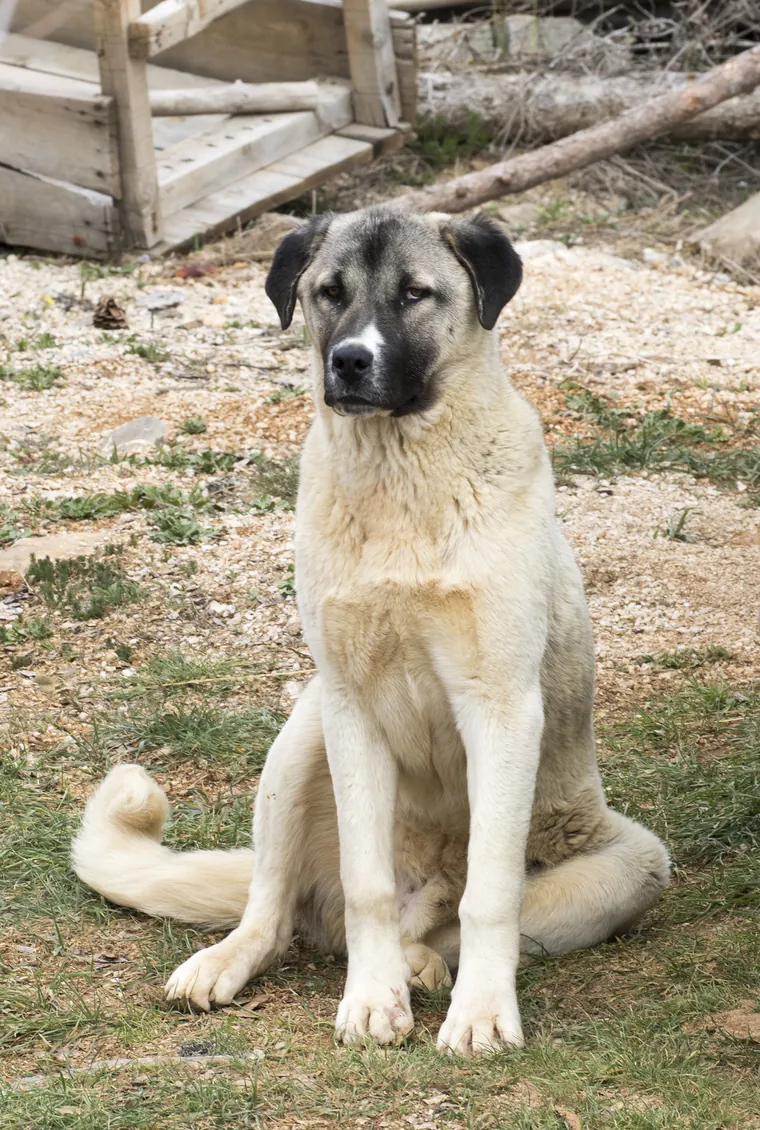 Sittende gatehund ved et gjerde i en tyrkisk landsby