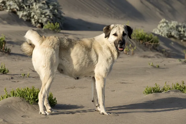 Gatehund av kangaltype på sandbunn i et tørt landskap