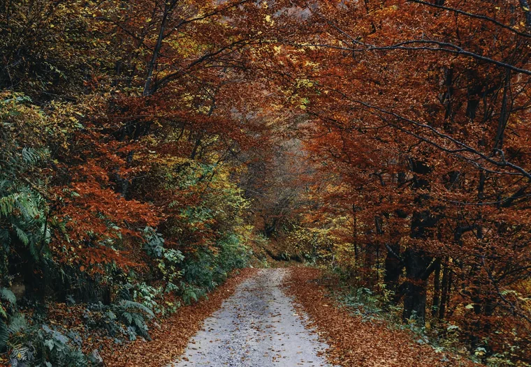 Veien gjennom høstskogen