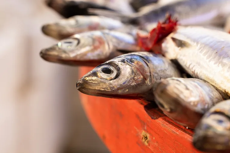 Fersk fisk i disken