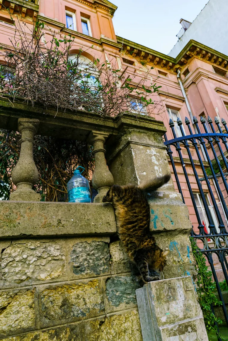 Katt på en mur i en sidegate