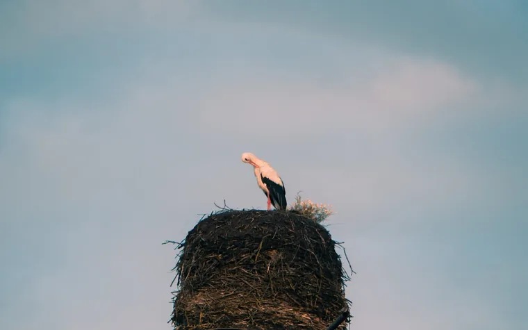 Storken i redet på stolpen
