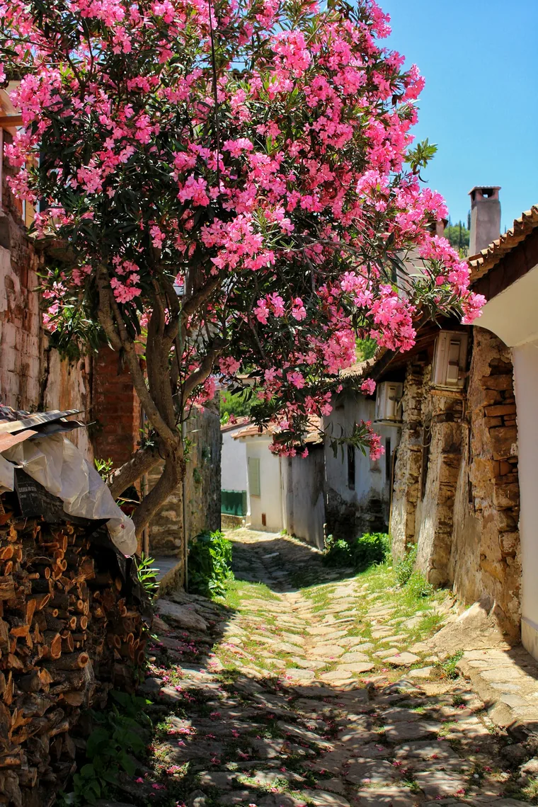 Bougainvillea over en brolagt gate i en egeisk landsby