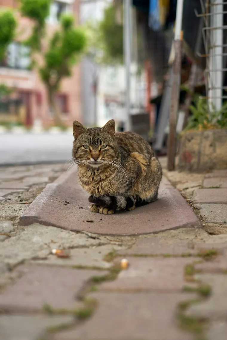 Katt midt i gaten, slik det er over hele byen