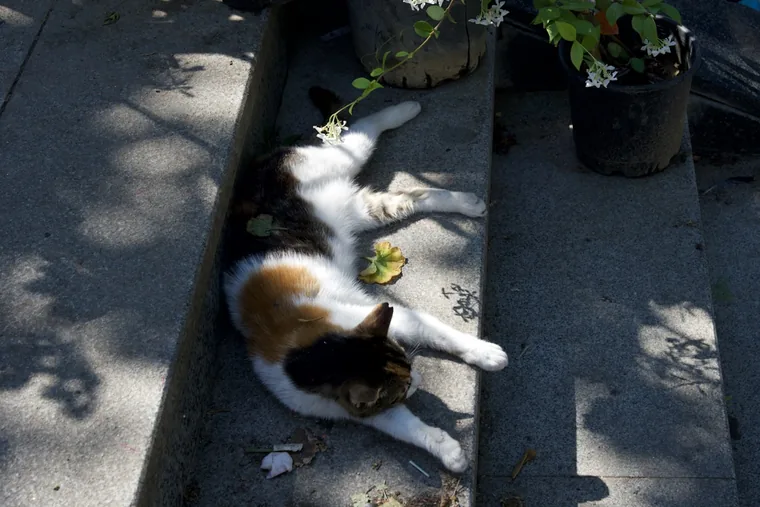 Gatekatt som sover i solen