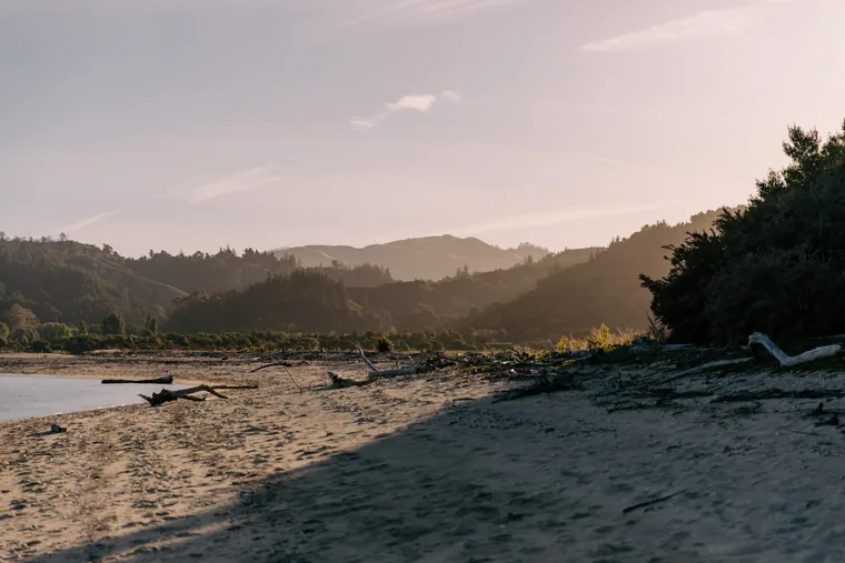 Skogen går helt ned til strandkanten